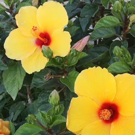 Tenuta Di Farm stay Biscina